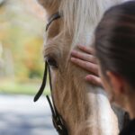 Terapia al aire libre: el poder terapéutico de los caballos