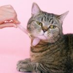 Disfruta de dar un masaje a tu mascota