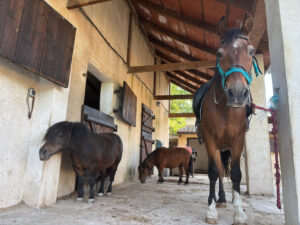 Un caballo y dos ponis en la cuadra de Equidae