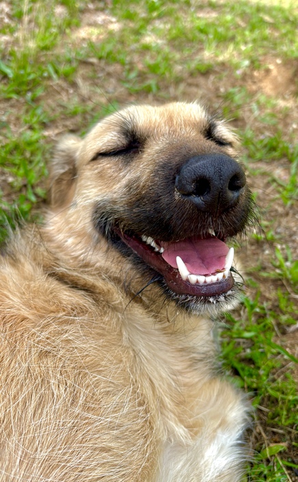 Perro tumbado en el césped con los ojos cerrados y gesto feliz