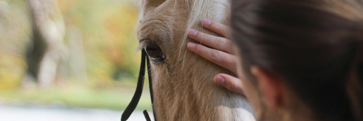 blog-equino