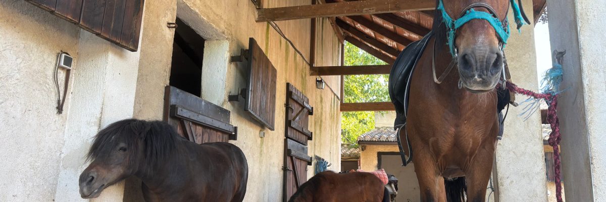 Un caballo y dos ponis en la cuadra de Equidae